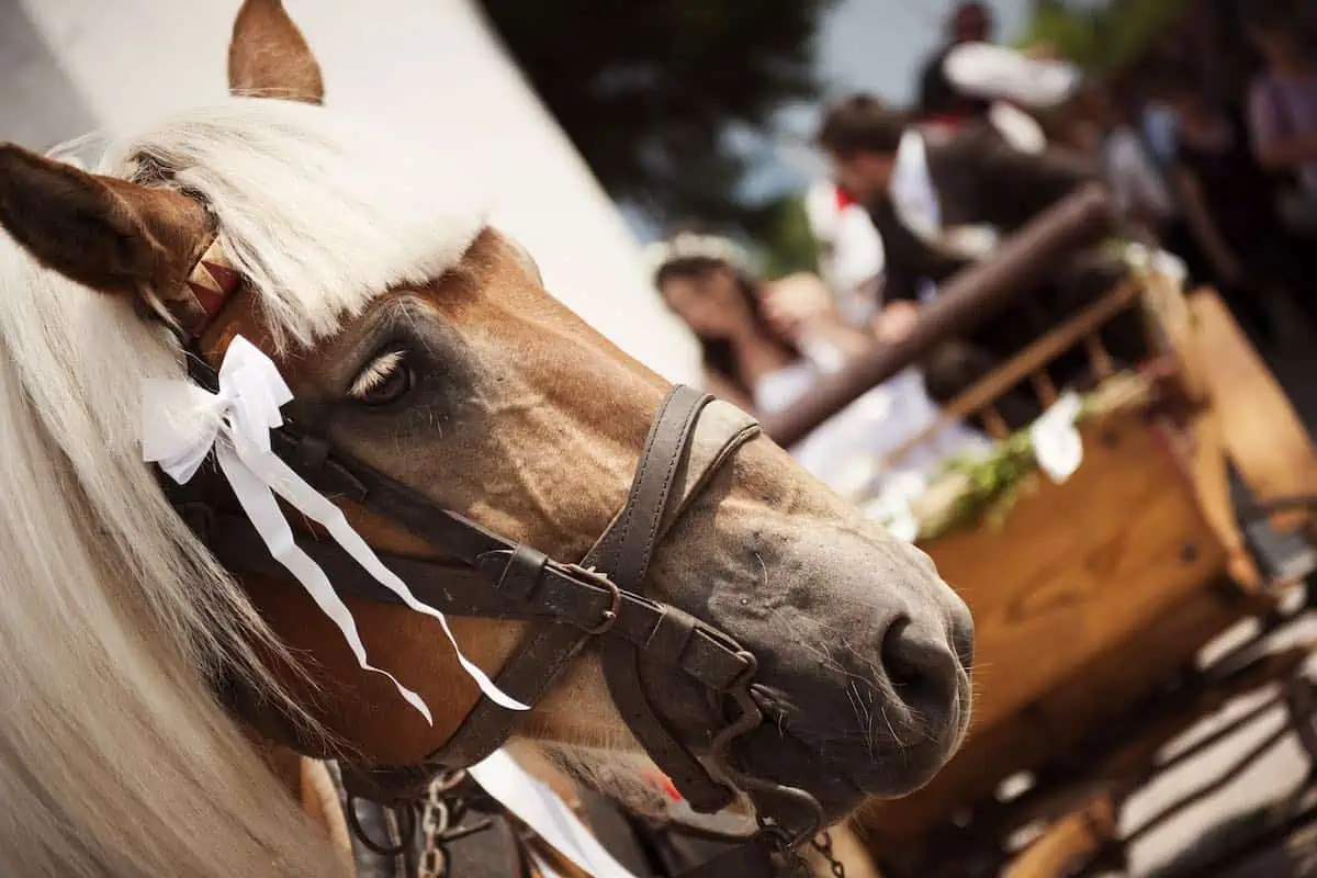 Wedding couples in a carriage drawn by white horses. 