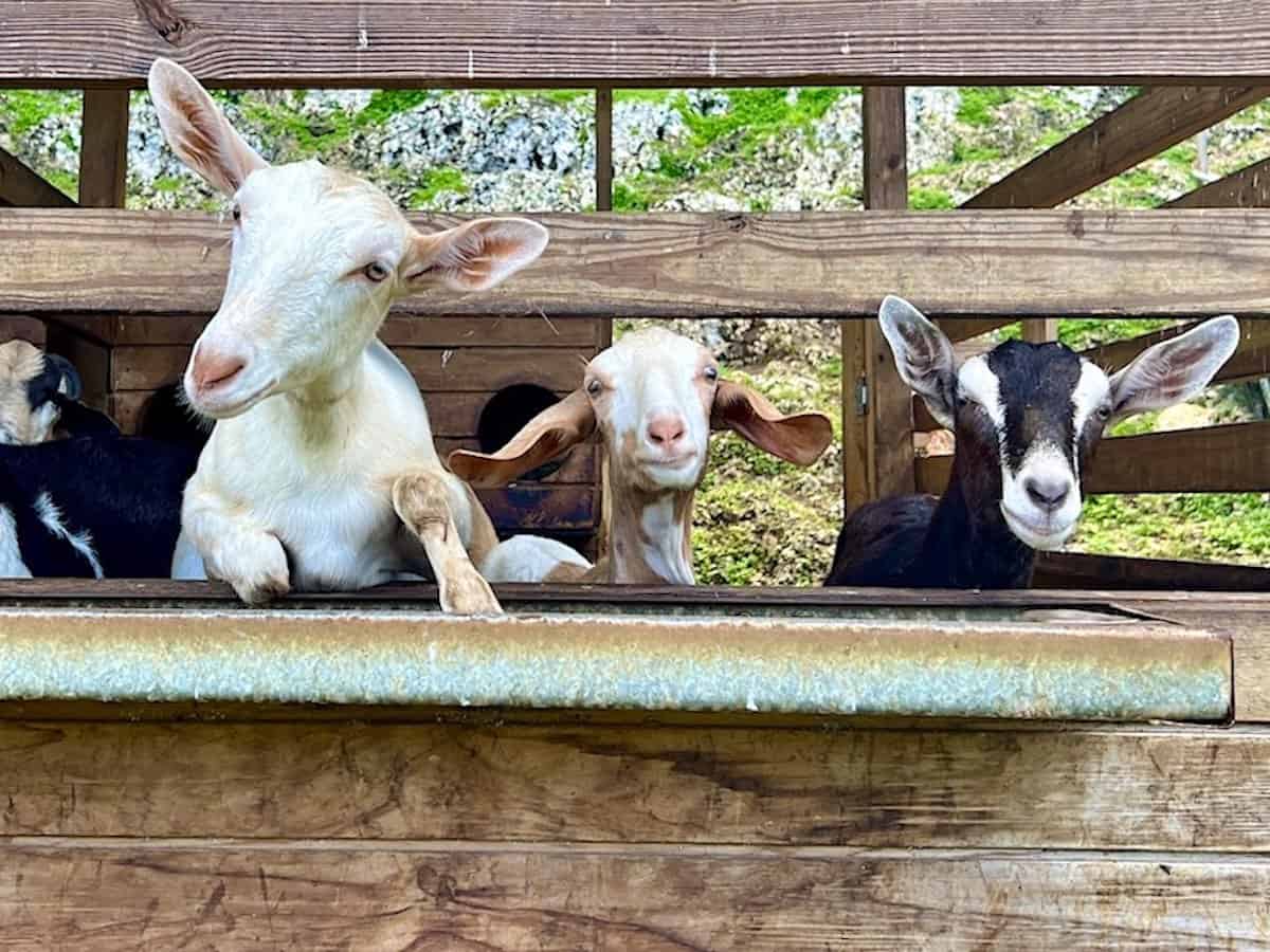 Goats help to Revitalize Post Pandemic San Francisco's Union Square