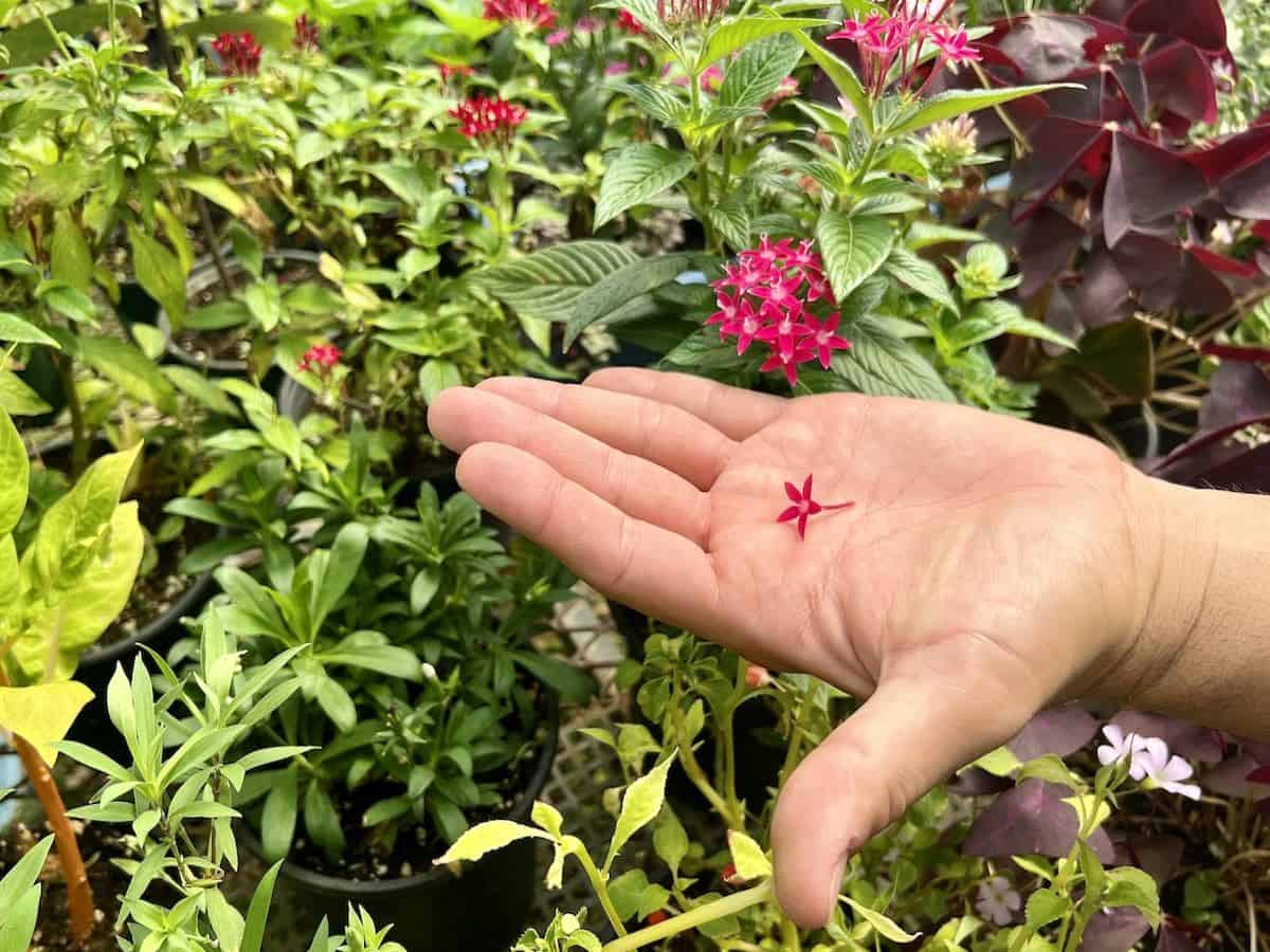 A red edible flower in a outstretched hand.
