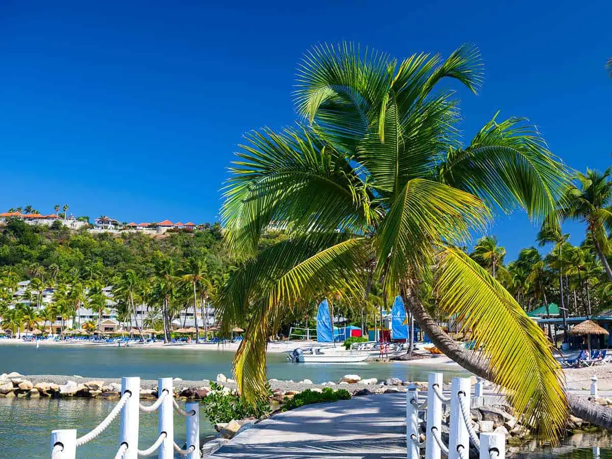 Pathway leading towards beach with palm tree.