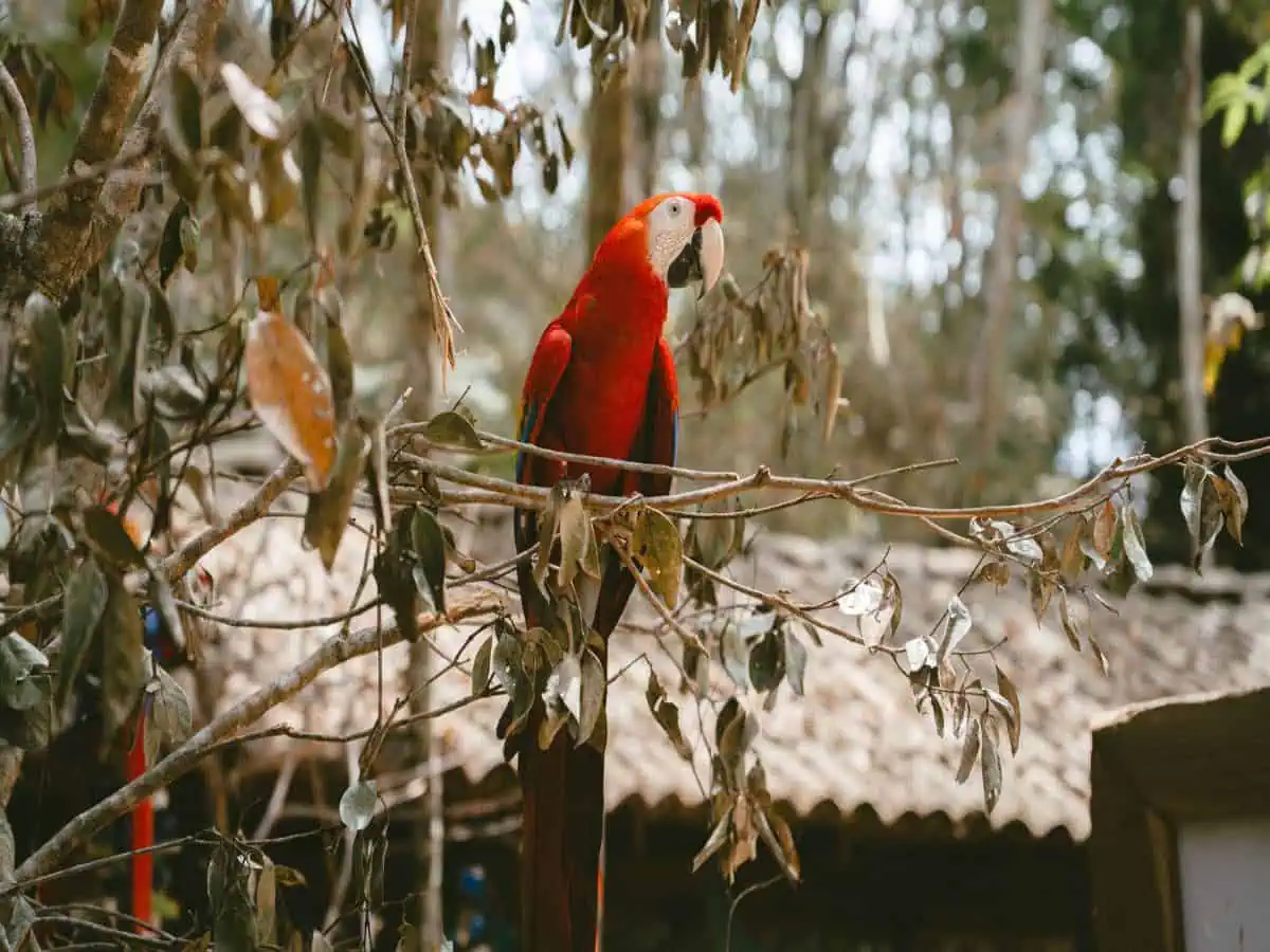 Scarlet Macaw on branch.