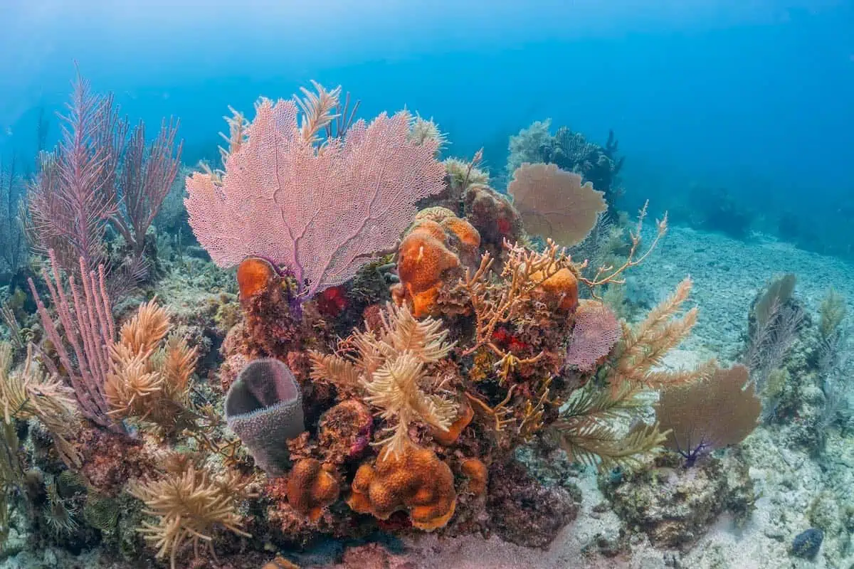 Coral formations including brain corals, elkhorn corals, and sea fans.