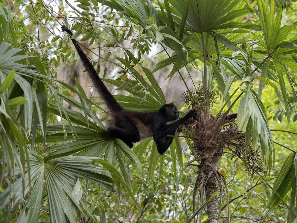 Spider monkey looking for fruit in the rainforest.  