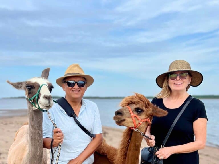 Two people on a walk with a llama and an alpaca in Cap-Pele, New Brunswick.