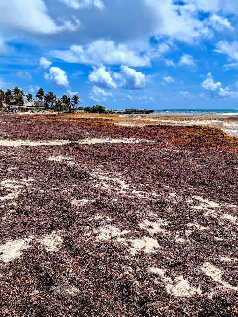 A beach with sargassum in Tulum May 2025. 